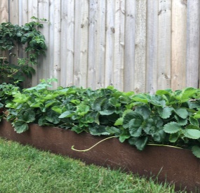 Garden Edging